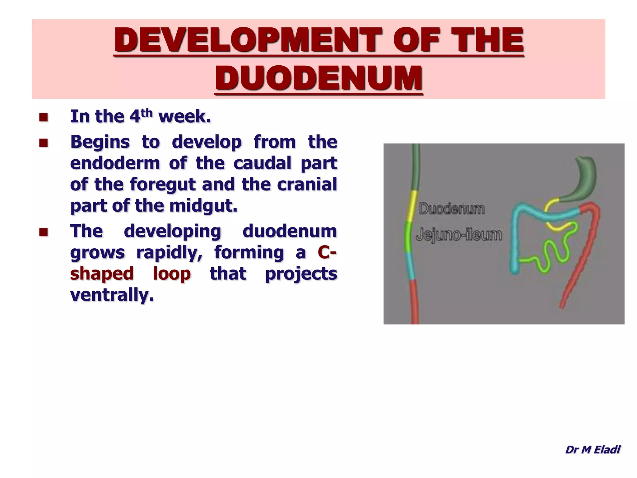 Development of foregut | PPTX