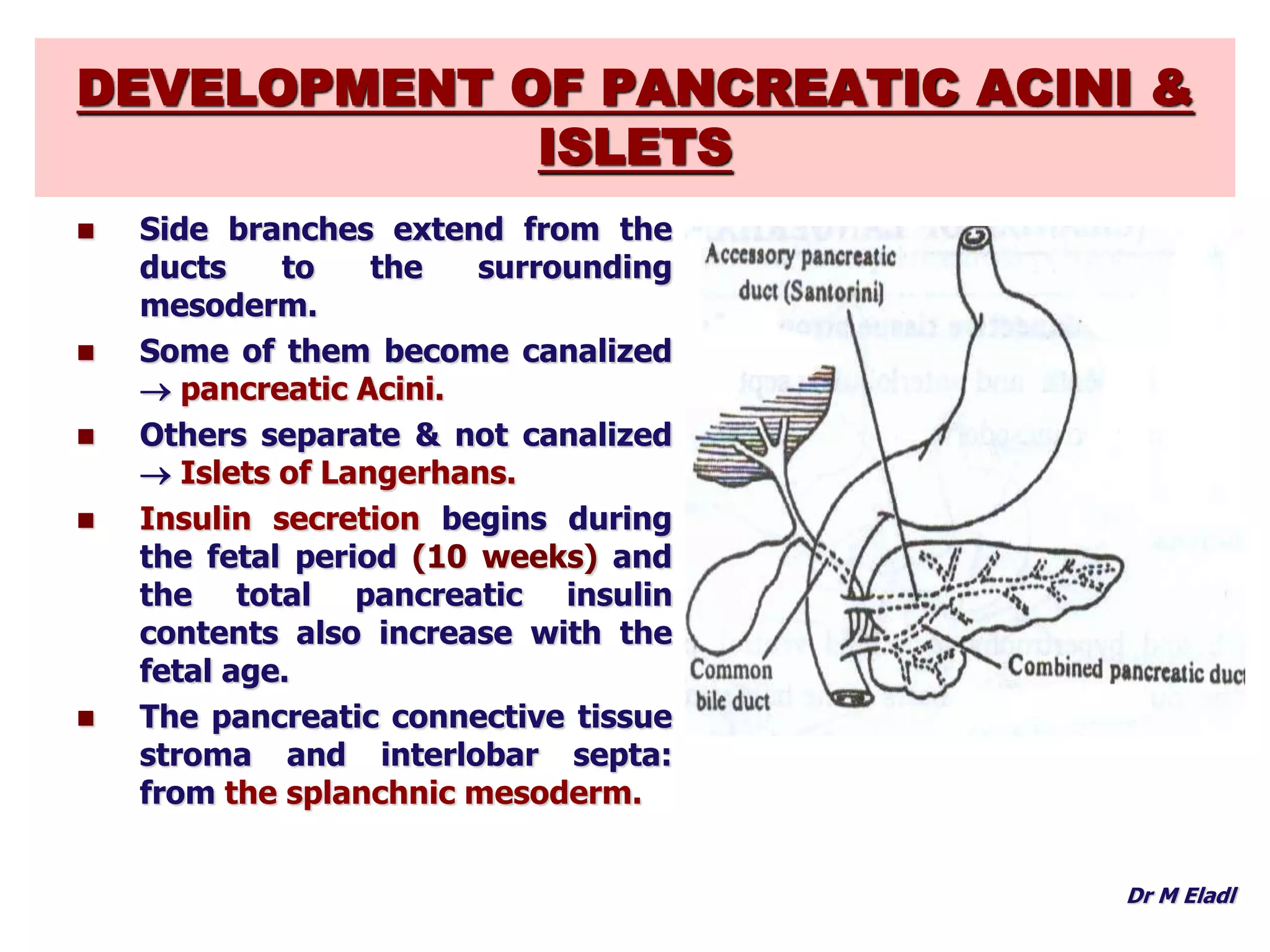 Foregut Development Development of foregut | PPTX