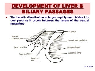 Foregut Development Development of foregut | PPTX