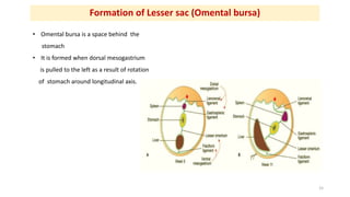 Formation of Lesser sac (Omental bursa)
• Omental bursa is a space behind the
stomach
• It is formed when dorsal mesogastr...