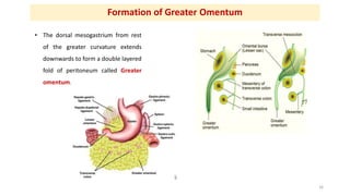 Formation of Greater Omentum
• The dorsal mesogastrium from rest
of the greater curvature extends
downwards to form a doub...