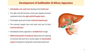 Development of Gallbladder & Biliary Apparatus
• Gall bladder and cystic duct develops from Cystic bud
• The right and lef...