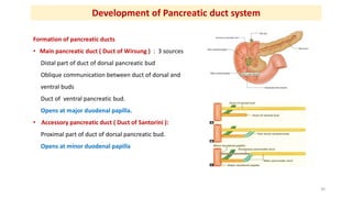 Formation of pancreatic ducts
• Main pancreatic duct ( Duct of Wirsung ) : 3 sources
Distal part of duct of dorsal pancrea...