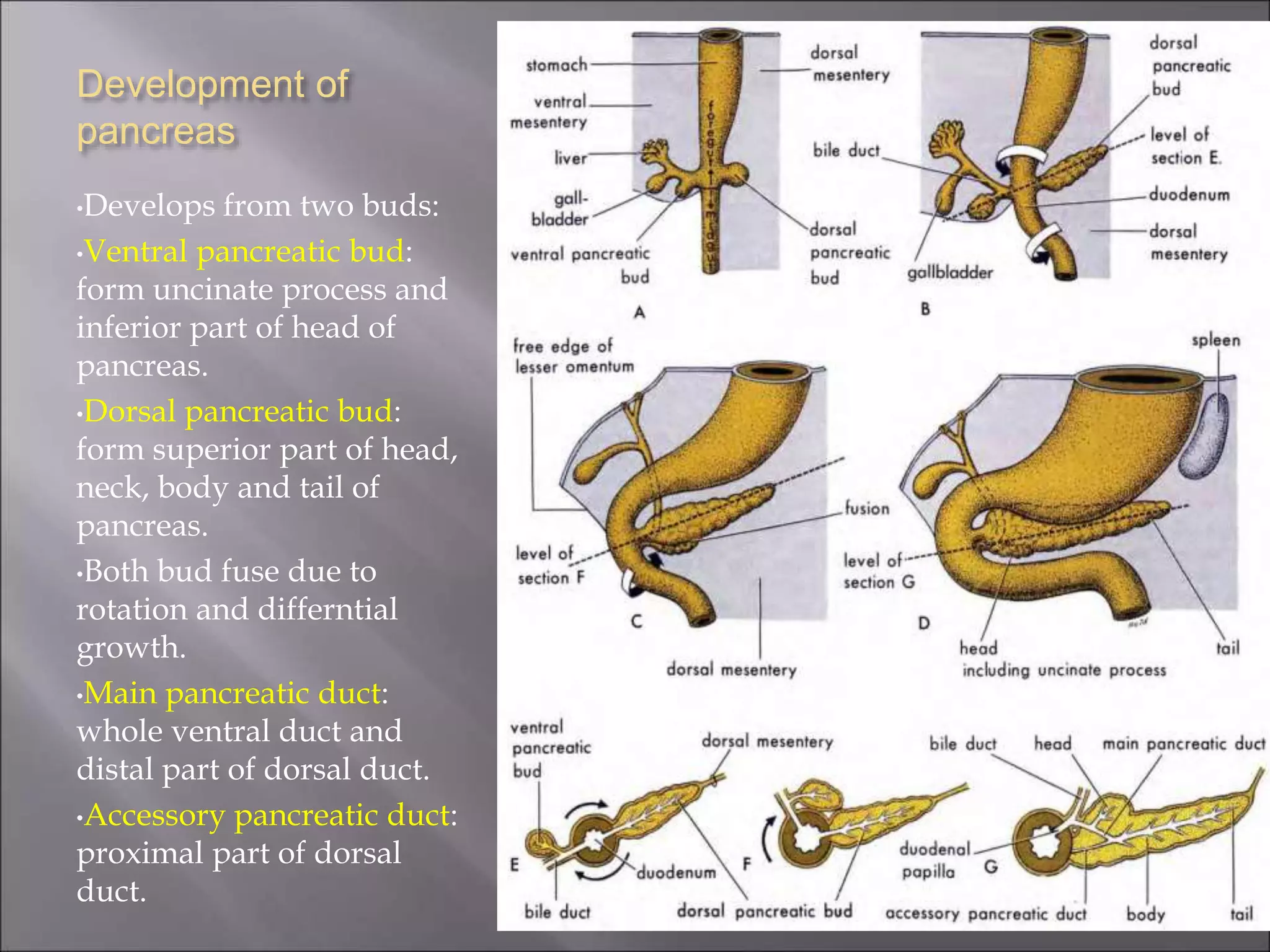 Development of
pancreas
•Develops from two buds:
•Ventral pancreatic bud:
form uncinate process and
inferior part of head of
pancreas.
•Dorsal pancreatic bud:
form superior part of head,
neck, body and tail of
pancreas.
•Both bud fuse due to
rotation and differntial
growth.
•Main pancreatic duct:
whole ventral duct and
distal part of dorsal duct.
•Accessory pancreatic duct:
proximal part of dorsal
duct.
 