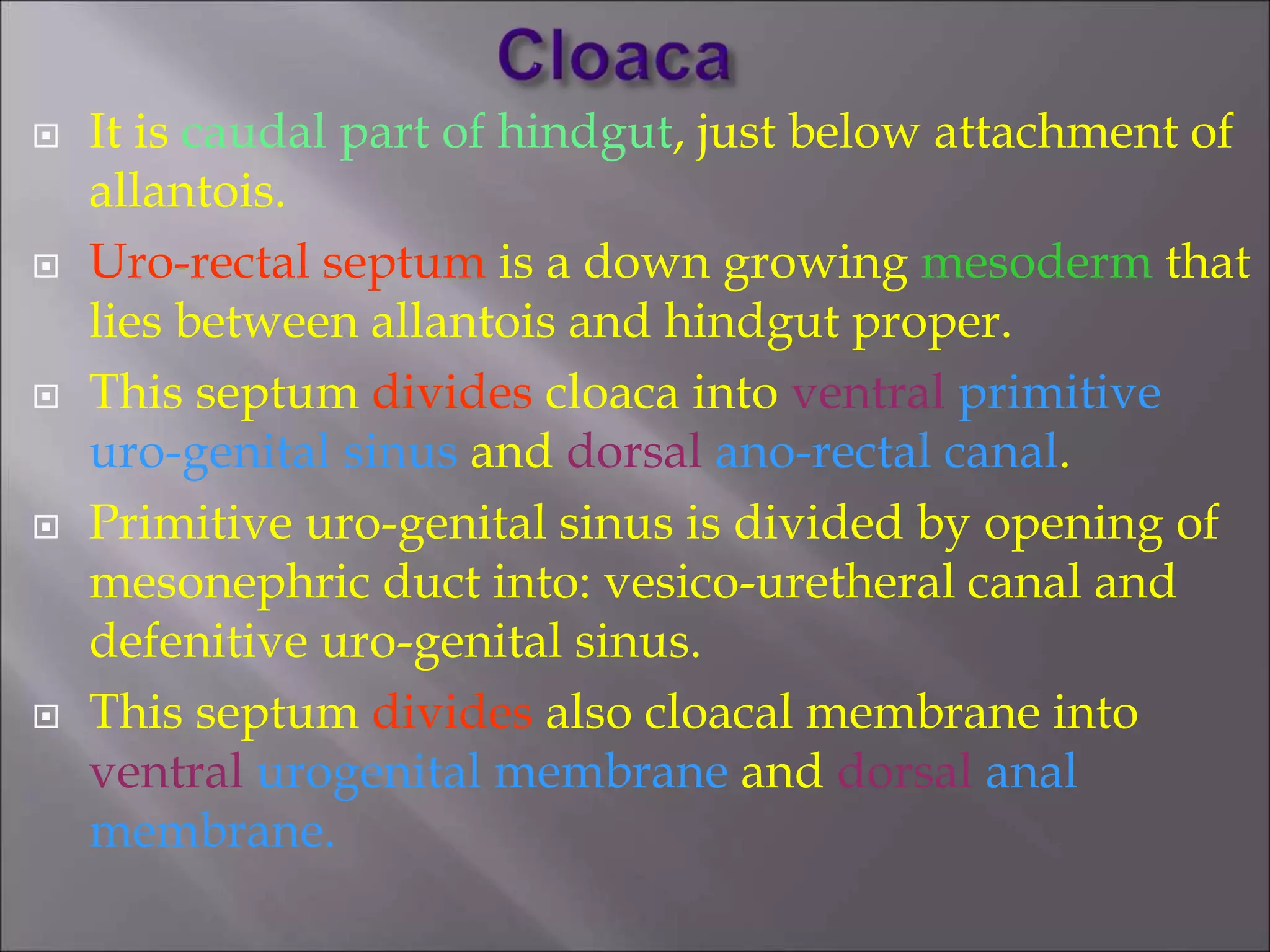  It is caudal part of hindgut, just below attachment of
allantois.
 Uro-rectal septum is a down growing mesoderm that
lies between allantois and hindgut proper.
 This septum divides cloaca into ventral primitive
uro-genital sinus and dorsal ano-rectal canal.
 Primitive uro-genital sinus is divided by opening of
mesonephric duct into: vesico-uretheral canal and
defenitive uro-genital sinus.
 This septum divides also cloacal membrane into
ventral urogenital membrane and dorsal anal
membrane.
 