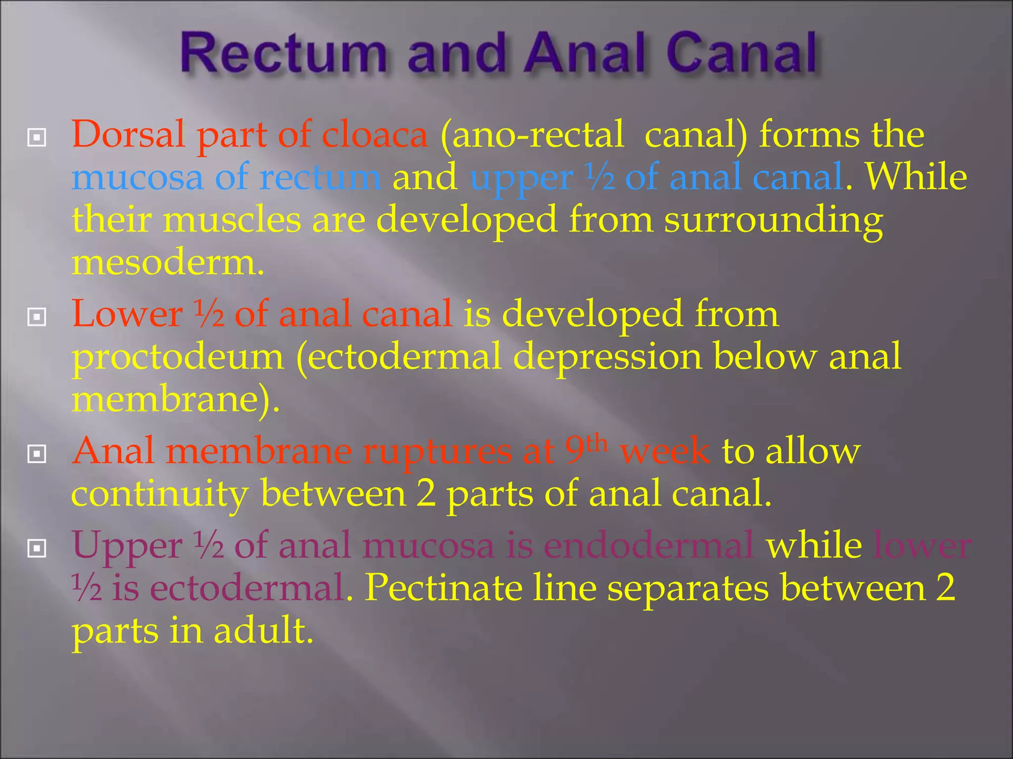  Dorsal part of cloaca (ano-rectal canal) forms the
mucosa of rectum and upper ½ of anal canal. While
their muscles are developed from surrounding
mesoderm.
 Lower ½ of anal canal is developed from
proctodeum (ectodermal depression below anal
membrane).
 Anal membrane ruptures at 9th week to allow
continuity between 2 parts of anal canal.
 Upper ½ of anal mucosa is endodermal while lower
½ is ectodermal. Pectinate line separates between 2
parts in adult.
 