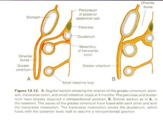 Foregut Development Development of FOREGUT MIDGUT AND HINDGUT.ppt
