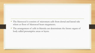 • The blastocoel is consists of micromere cells from dorsal and lateral side
where as floor of blastocoel bears megameres.
• The arrangement of cells in blastula can determinate the future organs of
body called presumptive areas or layers.
 