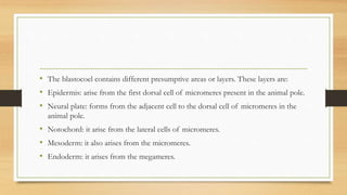 • The blastocoel contains different presumptive areas or layers. These layers are:
• Epidermis: arise from the first dorsal cell of micromeres present in the animal pole.
• Neural plate: forms from the adjacent cell to the dorsal cell of micromeres in the
animal pole.
• Notochord: it arise from the lateral cells of micromeres.
• Mesoderm: it also arises from the micromeres.
• Endoderm: it arises from the megameres.
 