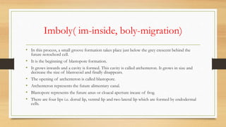 Imboly( im-inside, boly-migration)
• In this process, a small groove formation takes place just below the grey crescent behind the
future notochord cell.
• It is the beginning of blastopore formation.
• It grows inwards and a cavity is formed. This cavity is called archenteron. It grows in size and
decrease the size of blastocoel and finally disappears.
• The opening of archenteron is called blastopore.
• Archenteron represents the future alimentary canal.
• Blastopore represents the future anus or cloacal aperture incase of frog.
• There are four lips i.e. dorsal lip, ventral lip and two lateral lip which are formed by endodermal
cells.
 
