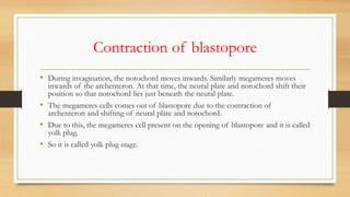 Contraction of blastopore
• During invagination, the notochord moves inwards. Similarly megameres moves
inwards of the archenteron. At that time, the neural plate and notochord shift their
position so that notochord lies just beneath the neural plate.
• The megameres cells comes out of blastopore due to the contraction of
archenteron and shifting of neural plate and notochord.
• Due to this, the megameres cell present on the opening of blastopore and it is called
yolk plug.
• So it is called yolk plug stage.
 