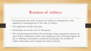 Rotation of embryo
• In this process, the center of gravity of embryo is changed due to the
migration in rearrangement of the cells of embryo.
• The epidermis extends both sides.
• Neural plate sits on the roof of blastopore.
• The notochord present below the neural plate. Some megameres present on
inner wall of archenteron while some megameres from yolk plug migrate. So
due to shifting of mesoderm, notochord, neural plate, the rotation of
embryo takes place and it change the center of gravity.
 
