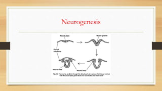 Neurogenesis
 