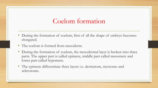 Coelom formation
• During the formation of coelom, first of all the shape of embryo becomes
elongated.
• The coelom is formed from mesoderm.
• During the formation of coelom, the mesodermal layer is broken into three
parts. The upper part is called epimere, middle part called mesomere and
lower part called hypomere.
• The epimere differentiate three layers i.e. dermatom, myotome and
sclerotome.
 