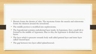 • Dermis forms the dermis of skin. The myotome forms the muscle and sclerotome
forms the skeleton around the notochord.
• The middle portion is modified into nephrostome.
• The hypodermal contains endodermal layer inside. In hypomere, first a small slit is
formed in the middle of hypomere. Due to this, the hypomere is divided into two
layers.
• The layer which is presents towards body wall called parietal layer and inner layer
called visceral layer.
• The gap between two layer called splanchnocoel.
 