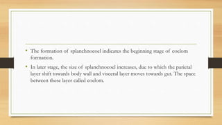 • The formation of splanchnocoel indicates the beginning stage of coelom
formation.
• In later stage, the size of splanchnocoel increases, due to which the parietal
layer shift towards body wall and visceral layer moves towards gut. The space
between these layer called coelom.
 