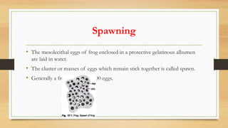 Spawning
• The mesolecithal eggs of frog enclosed in a protective gelatinous albumen
are laid in water.
• The cluster or masses of eggs which remain stick together is called spawn.
• Generally a frog laid 3000-4000 eggs.
 