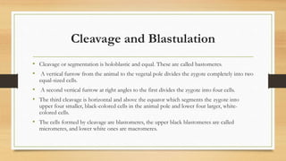 Cleavage and Blastulation
• Cleavage or segmentation is holoblastic and equal. These are called bastomeres.
• A vertical furrow from the animal to the vegetal pole divides the zygote completely into two
equal-sized cells.
• A second vertical furrow at right angles to the first divides the zygote into four cells.
• The third cleavage is horizontal and above the equator which segments the zygote into
upper four smaller, black-colored cells in the animal pole and lower four larger, white-
colored cells.
• The cells formed by cleavage are blastomeres, the upper black blastomeres are called
micromeres, and lower white ones are macromeres.
 