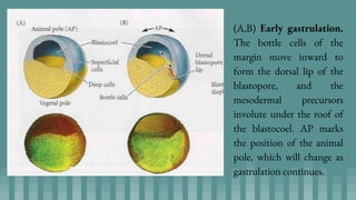 (A,B) Early gastrulation.
The bottle cells of the
margin move inward to
form the dorsal lip of the
blastopore, and the
mesodermal precursors
involute under the roof of
the blastocoel. AP marks
the position of the animal
pole, which will change as
gastrulation continues.
 