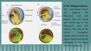 (C,D) Mid-gastrulation.
The archenteron forms
and displaces the
blastocoel, and cells
migrate from the lateral
and ventral lips of the
blastopore into the
embryo. The cells of the
animal hemisphere
migrate down toward the
vegetal region, moving the
blastopore to the region
near the vegetal pole.
 