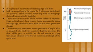 ● In frog the sexes are separate, female being larger than male.
● Male has a nuptial pad at the base of the first finger of forelimb and
also possesses a pair of vocal sacs. When frogs mate, the male grasps
the female's trunk with his forelimbs.
● The technical name for this special kind of embrace is amplexus.
Frogs and toads don't have penises. During amplexus the female
discharges eggs, usually into water, while the male sheds sperms over
the eggs.
● The mature sperm measures on an average 0.03mm in length. It has
an elongated solid head with an anterior bead-like acrosome. The
short middle piece is invisible but the tail appears as a gray
filamentous extension about four or more times the length of the
sperm head.
 