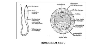 FROG SPERM & EGG
 