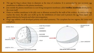 ● The egg for frog is about 2mm in diameter at the time of ovulation. It is surrounded by two accessory egg
membranes in addition to the plasma membrane.
● Just outside the plasma membrane is a non living transparent membrane called vitelline membrane developed by
the ovum itself.
● Outer to vitelline membrane is the jelly coat or albumen secreted by the walls of the oviduct. As soon as the egg
reaches the water, the jelly coat swells up by the imbibitions of water and it protects the egg from injury and
against infection by bacteria and other microorganisms.
● Frog’s egg exhibits a well developed polarity and radial symmetry. The cytoplasm has two regions, the cortex and
endoplasm.
 