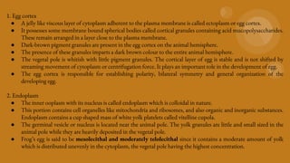 1. Egg cortex
● A jelly like viscous layer of cytoplasm adherent to the plasma membrane is called ectoplasm or egg cortex.
● It possesses some membrane bound spherical bodies called cortical granules containing acid mucopolysaccharides.
These remain arranged in a layer close to the plasma membrane.
● Dark-brown pigment granules are present in the egg cortex on the animal hemisphere.
● The presence of these granules imparts a dark brown colour to the entire animal hemisphere.
● The vegetal pole is whitish with little pigment granules. The cortical layer of egg is stable and is not shifted by
streaming movement of cytoplasm or centrifugation force. It plays an important role in the development of egg.
● The egg cortex is responsible for establishing polarity, bilateral symmetry and general organization of the
developing egg.
2. Endoplasm
● The inner ooplasm with its nucleus is called endoplasm which is colloidal in nature.
● This portion contains cell organelles like mitochondria and ribosomes, and also organic and inorganic substances.
Endoplasm contains a cup shaped mass of white yolk platelets called vitelline cupola.
● The germinal vesicle or nucleus is located near the animal pole. The yolk granules are little and small sized in the
animal pole while they are heavily deposited in the vegetal pole.
● Frog’s egg is said to be mesolecithal and moderately telolecithal since it contains a moderate amount of yolk
which is distributed unevenly in the cytoplasm, the vegetal pole having the highest concentration.
 