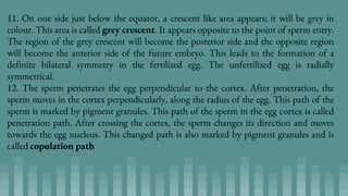 11. On one side just below the equator, a crescent like area appears; it will be grey in
colour. This area is called grey crescent. It appears opposite to the point of sperm entry.
The region of the grey crescent will become the posterior side and the opposite region
will become the anterior side of the future embryo. This leads to the formation of a
definite bilateral symmetry in the fertilized egg. The unfertilized egg is radially
symmetrical.
12. The sperm penetrates the egg perpendicular to the cortex. After penetration, the
sperm moves in the cortex perpendicularly, along the radius of the egg. This path of the
sperm is marked by pigment granules. This path of the sperm in the egg cortex is called
penetration path. After crossing the cortex, the sperm changes its direction and moves
towards the egg nucleus. This changed path is also marked by pigment granules and is
called copulation path
 