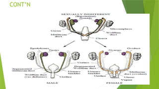 Development of Genital organs and Gonads.pptx