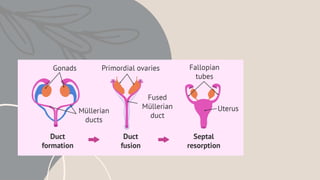 DEVELOPMENT OF GENITAL TRACT – 1 SLIDES(1) (1).pptx