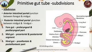 Primitive Intestine DEVELOPMENT OF GIT. Prof. Dr.N.MUGUNTHAN KMMC.pdf