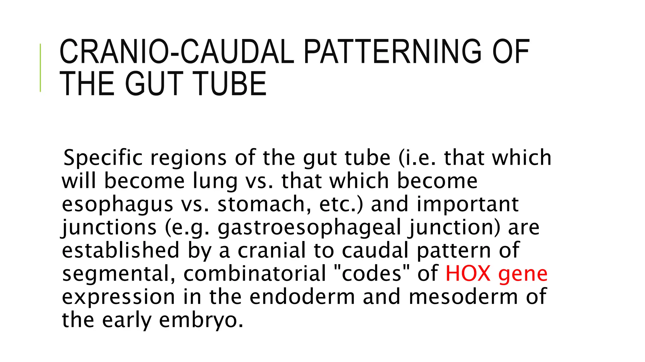 CRANIO-CAUDAL PATTERNING OF
THE GUT TUBE
Specific regions of the gut tube (i.e. that which
will become lung vs. that which become
esophagus vs. stomach, etc.) and important
junctions (e.g. gastroesophageal junction) are
established by a cranial to caudal pattern of
segmental, combinatorial "codes" of HOX gene
expression in the endoderm and mesoderm of
the early embryo.
 