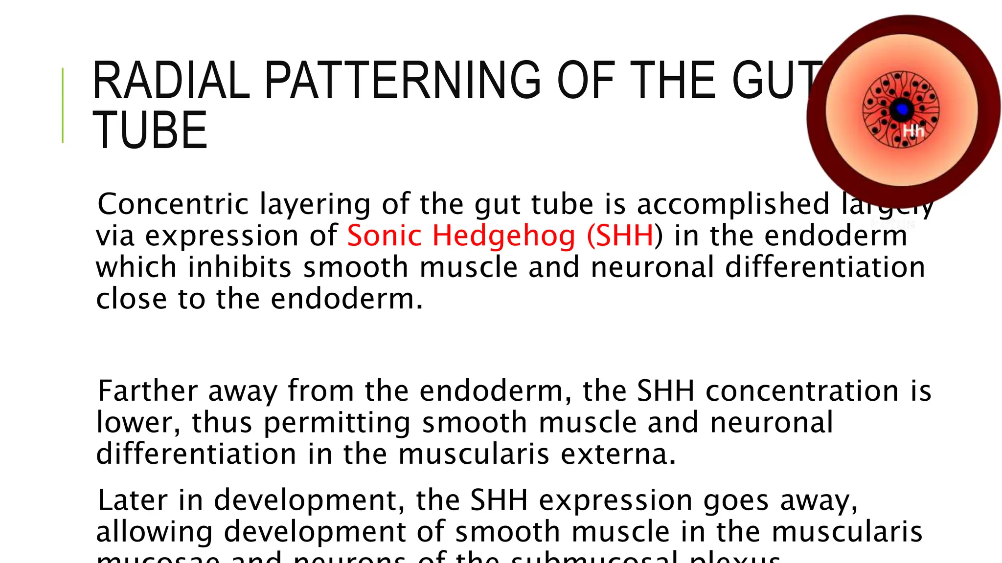 RADIAL PATTERNING OF THE GUT
TUBE
Concentric layering of the gut tube is accomplished largely
via expression of Sonic Hedgehog (SHH) in the endoderm
which inhibits smooth muscle and neuronal differentiation
close to the endoderm.
Farther away from the endoderm, the SHH concentration is
lower, thus permitting smooth muscle and neuronal
differentiation in the muscularis externa.
Later in development, the SHH expression goes away,
allowing development of smooth muscle in the muscularis
 