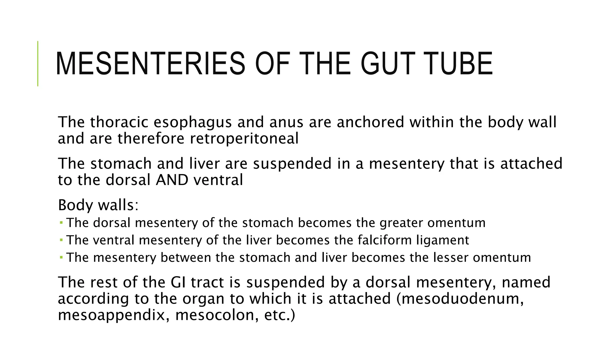 MESENTERIES OF THE GUT TUBE
The thoracic esophagus and anus are anchored within the body wall
and are therefore retroperitoneal
The stomach and liver are suspended in a mesentery that is attached
to the dorsal AND ventral
Body walls:
 The dorsal mesentery of the stomach becomes the greater omentum
 The ventral mesentery of the liver becomes the falciform ligament
 The mesentery between the stomach and liver becomes the lesser omentum
The rest of the GI tract is suspended by a dorsal mesentery, named
according to the organ to which it is attached (mesoduodenum,
mesoappendix, mesocolon, etc.)
 