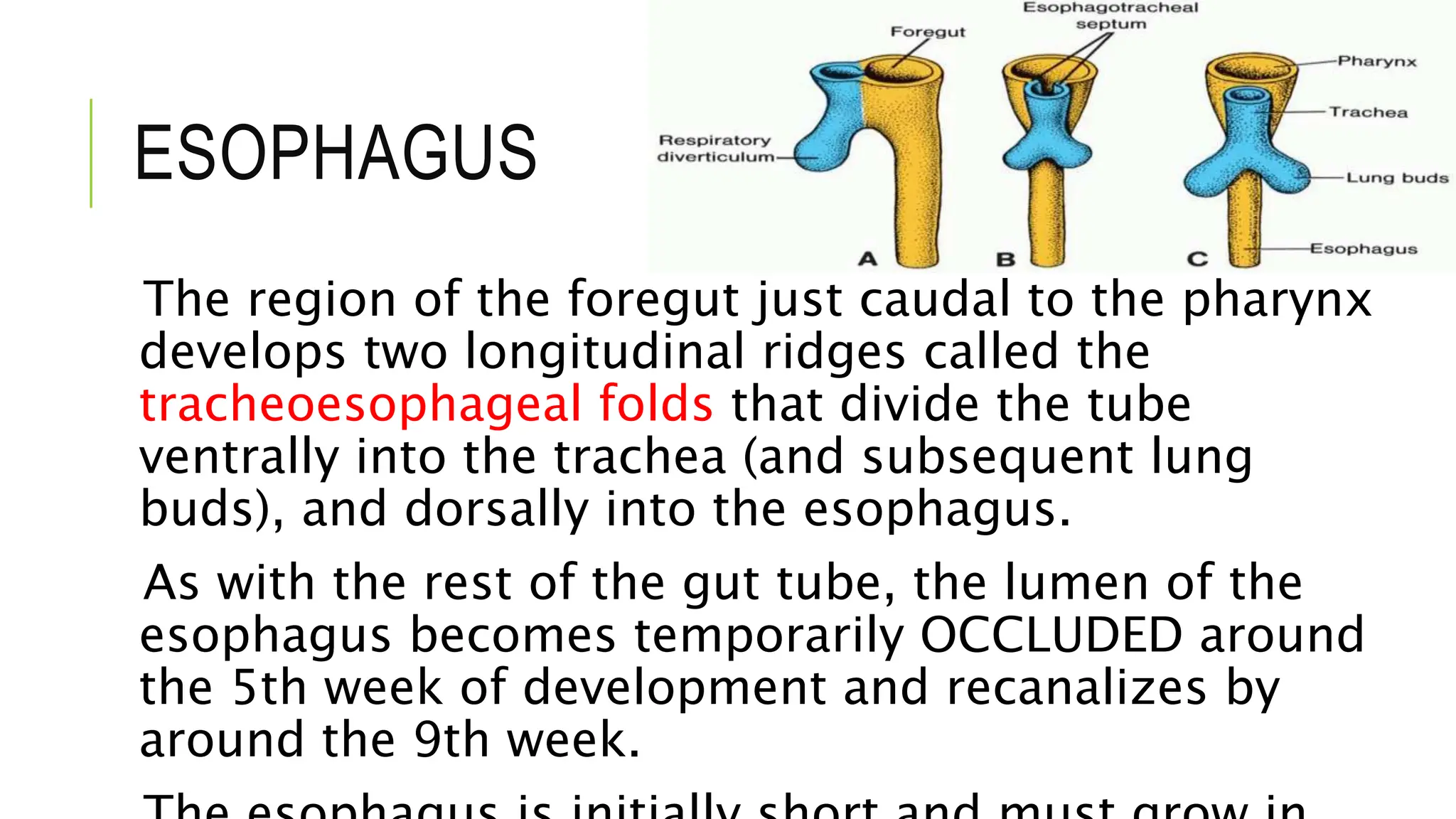ESOPHAGUS
The region of the foregut just caudal to the pharynx
develops two longitudinal ridges called the
tracheoesophageal folds that divide the tube
ventrally into the trachea (and subsequent lung
buds), and dorsally into the esophagus.
As with the rest of the gut tube, the lumen of the
esophagus becomes temporarily OCCLUDED around
the 5th week of development and recanalizes by
around the 9th week.
 