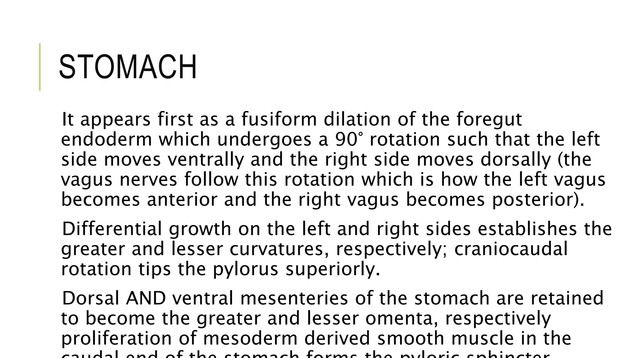 STOMACH
It appears first as a fusiform dilation of the foregut
endoderm which undergoes a 90° rotation such that the left
side moves ventrally and the right side moves dorsally (the
vagus nerves follow this rotation which is how the left vagus
becomes anterior and the right vagus becomes posterior).
Differential growth on the left and right sides establishes the
greater and lesser curvatures, respectively; craniocaudal
rotation tips the pylorus superiorly.
Dorsal AND ventral mesenteries of the stomach are retained
to become the greater and lesser omenta, respectively
proliferation of mesoderm derived smooth muscle in the
 