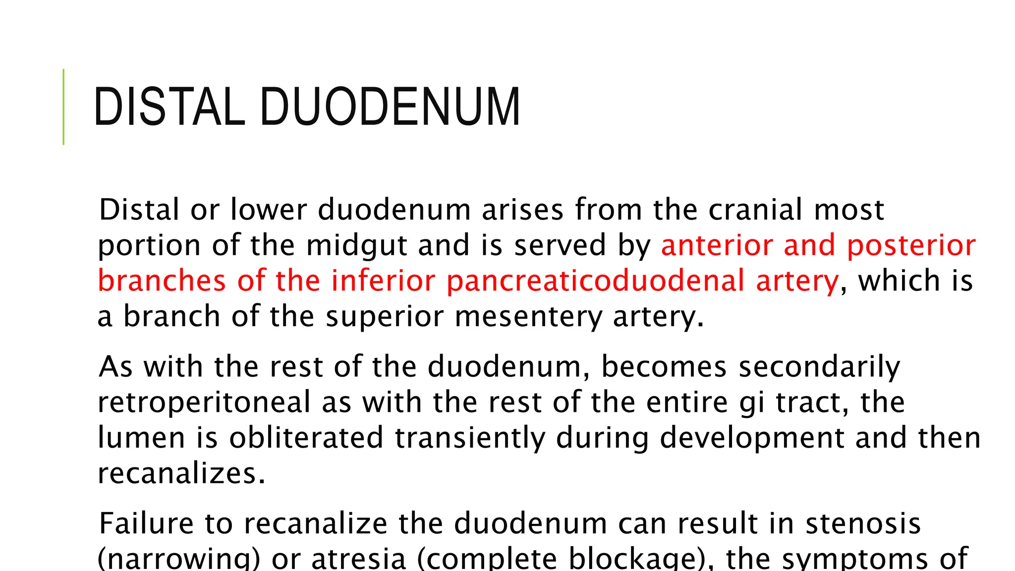 DISTAL DUODENUM
Distal or lower duodenum arises from the cranial most
portion of the midgut and is served by anterior and posterior
branches of the inferior pancreaticoduodenal artery, which is
a branch of the superior mesentery artery.
As with the rest of the duodenum, becomes secondarily
retroperitoneal as with the rest of the entire gi tract, the
lumen is obliterated transiently during development and then
recanalizes.
Failure to recanalize the duodenum can result in stenosis
(narrowing) or atresia (complete blockage), the symptoms of
 
