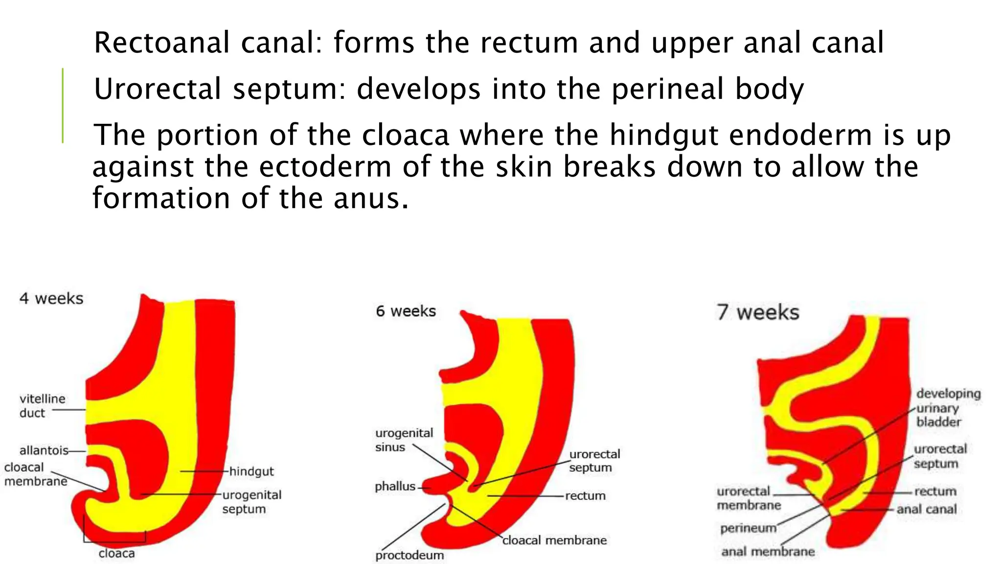 Rectoanal canal: forms the rectum and upper anal canal
Urorectal septum: develops into the perineal body
The portion of the cloaca where the hindgut endoderm is up
against the ectoderm of the skin breaks down to allow the
formation of the anus.
 