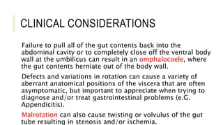 CLINICAL CONSIDERATIONS
Failure to pull all of the gut contents back into the
abdominal cavity or to completely close off the ventral body
wall at the umbilicus can result in an omphalocoele, where
the gut contents herniate out of the body wall.
Defects and variations in rotation can cause a variety of
aberrant anatomical positions of the viscera that are often
asymptomatic, but important to appreciate when trying to
diagnose and/or treat gastrointestinal problems (e.G.
Appendicitis).
Malrotation can also cause twisting or volvulus of the gut
tube resulting in stenosis and/or ischemia.
 