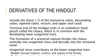 DERIVATIVES OF THE HINDGUT
Include the distal 1/3 of the transverse colon, descending
colon, sigmoid colon, rectum, and upper anal canal.
Terminal end of the hindgut ends in an endoderm lined
pouch called the cloaca, which is in common with the
developing lower urogenital tract.
The formation of a urorectal septum divides the cloaca
ventrally into urogenital sinus and dorsally into the rectoanal
canal:
Urogenital sinus contributes to the lower urogenital tract:
 Bladder (except trigone), urethra, and vagina in the female
 