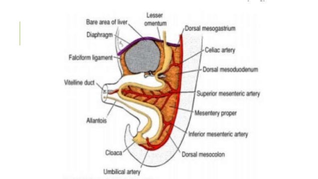 Development of GIT adult umbilicus diagram 