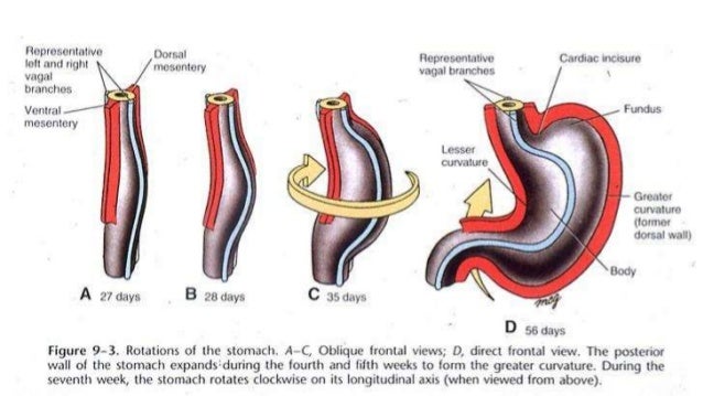 GASTROINTESTINAL EMBRYOLOGY EBOOK GASTROINTESTINAL EMBRYOLOGY EBOOK
