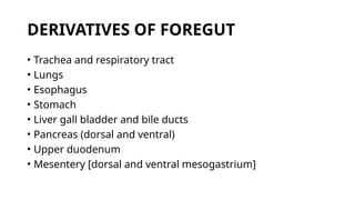 DERIVATIVES OF FOREGUT
• Trachea and respiratory tract
• Lungs
• Esophagus
• Stomach
• Liver gall bladder and bile ducts
• Pancreas (dorsal and ventral)
• Upper duodenum
• Mesentery [dorsal and ventral mesogastrium]
 