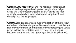 ESOPHAGUS AND TRACHEA:-The region of foregut just
caudal to the pharynx develops two longitudinal ridges
called the tracheoesophageal folds that divide the tube
ventrally into trachea (and subsequent lung buds), and
dorsally into the esophagus.
STOMACH :- It appears as a fusiform dilation of the foregut
endoderm which undergoes a 90 rotation such that the left
◦
side moves ventrally and the right moves dorsally [the vagus
nerve follows this rotation which is how the left vagus
becomes anterior and the right vagus becomes posterior].
 