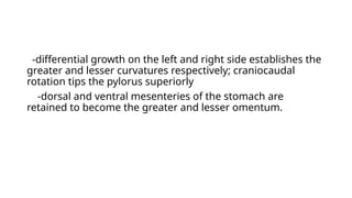 -differential growth on the left and right side establishes the
greater and lesser curvatures respectively; craniocaudal
rotation tips the pylorus superiorly
-dorsal and ventral mesenteries of the stomach are
retained to become the greater and lesser omentum.
 