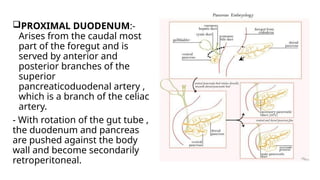 PROXIMAL DUODENUM:-
Arises from the caudal most
part of the foregut and is
served by anterior and
posterior branches of the
superior
pancreaticoduodenal artery ,
which is a branch of the celiac
artery.
- With rotation of the gut tube ,
the duodenum and pancreas
are pushed against the body
wall and become secondarily
retroperitoneal.
 