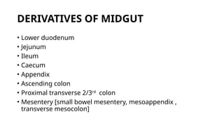 DERIVATIVES OF MIDGUT
• Lower duodenum
• Jejunum
• Ileum
• Caecum
• Appendix
• Ascending colon
• Proximal transverse 2/3rd
colon
• Mesentery [small bowel mesentery, mesoappendix ,
transverse mesocolon]
 