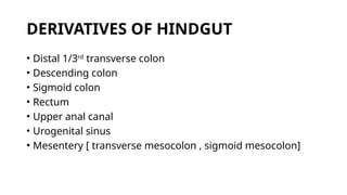 DERIVATIVES OF HINDGUT
• Distal 1/3rd
transverse colon
• Descending colon
• Sigmoid colon
• Rectum
• Upper anal canal
• Urogenital sinus
• Mesentery [ transverse mesocolon , sigmoid mesocolon]
 