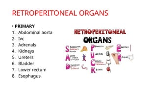 RETROPERITONEAL ORGANS
• PRIMARY
1. Abdominal aorta
2. Ivc
3. Adrenals
4. Kidneys
5. Ureters
6. Bladder
7. Lower rectum
8. Esophagus
 